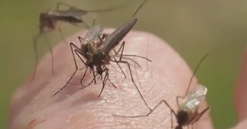 How Chicago Health Department is protecting against West Nile virus How Chicago Health Department is protecting against West Nile virus