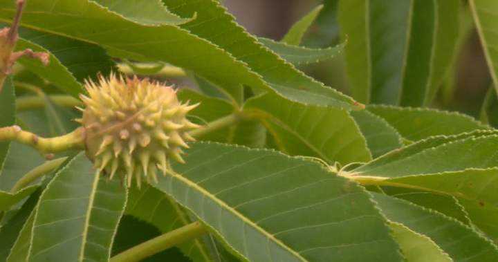 Calgary dog park safety in question over city-planted Ohio Buckeye trees Calgary dog park safety in question over city-planted Ohio Buckeye trees