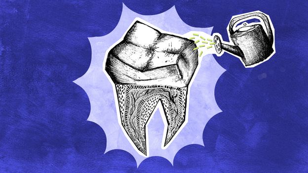 Scientists are regrowing human teeth Scientists are regrowing human teeth