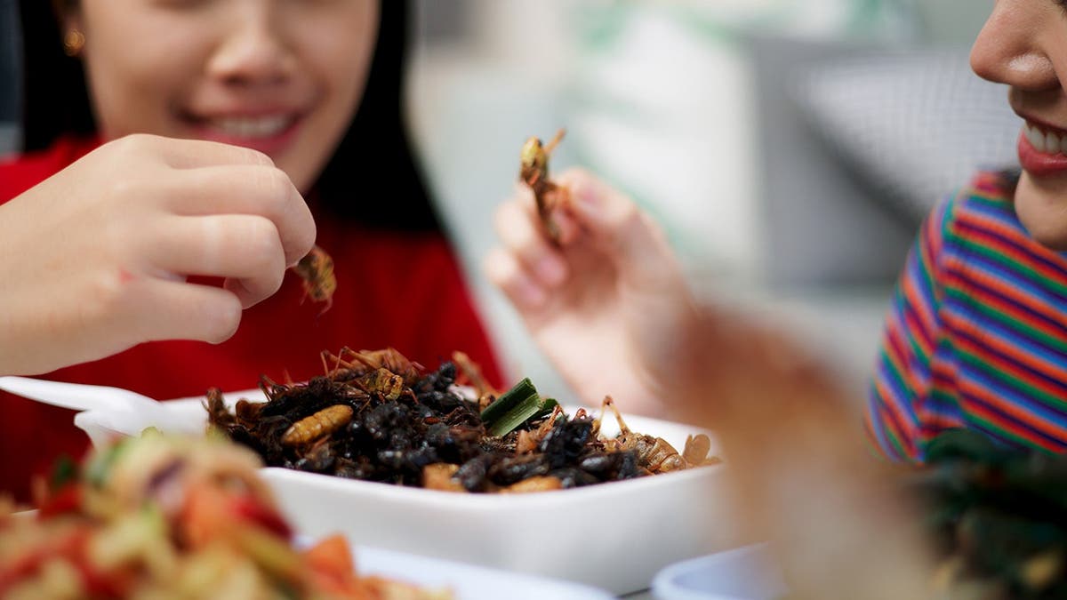 People eat a bowl of insects.
