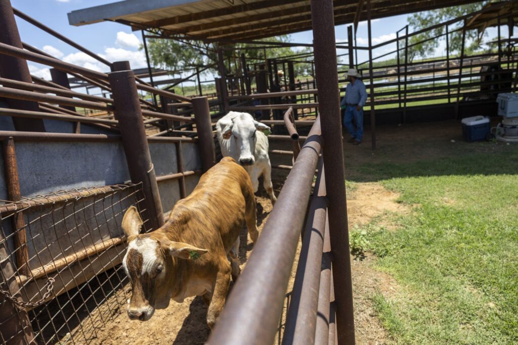 As screwworm spread continues, U.S. resumes cattle imports from Mexico As screwworm spread continues, U.S. resumes cattle imports from Mexico