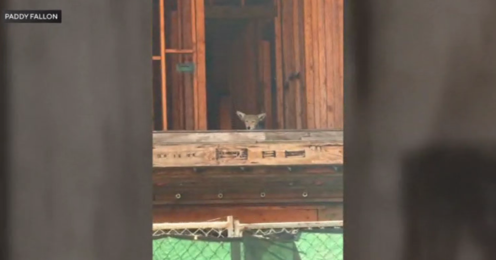 Pack of coyotes appears to have taken over West Hollywood condo complex under construction