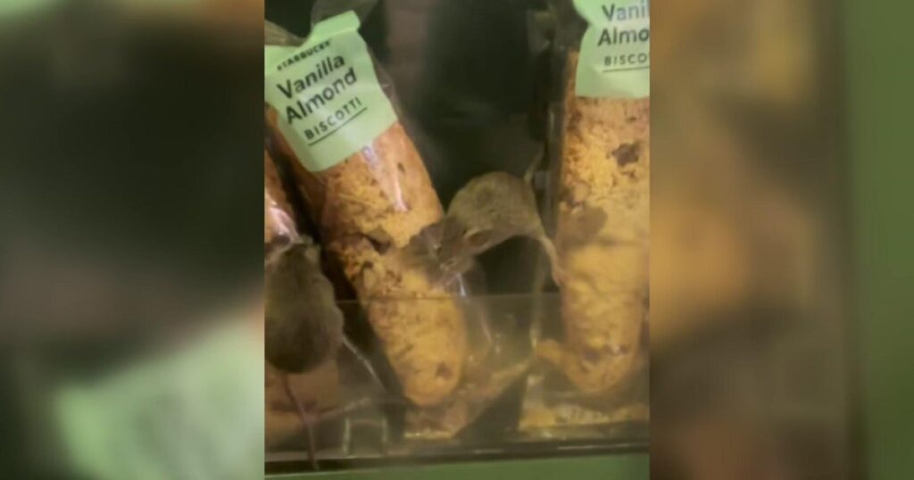 Starbucks inside South Station shut down after video shows rodent eating display food Starbucks inside South Station shut down after video shows rodent eating display food