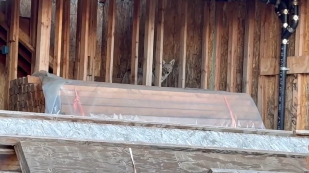 Coyotes overtake abandoned construction project site in West Hollywood