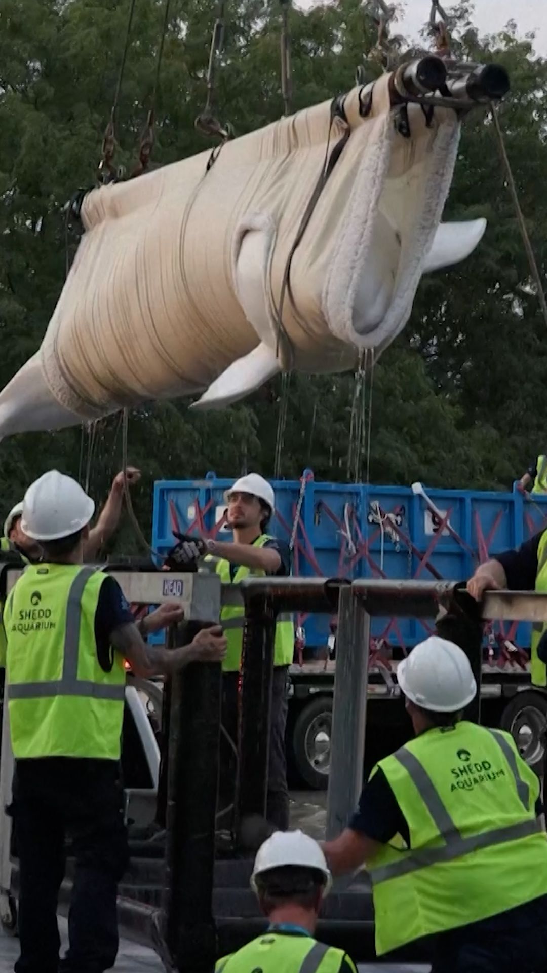 whale.jpg