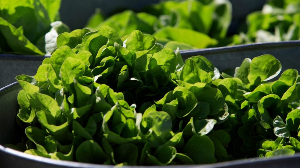 Between prices and a diarrhea-causing parasite, lettuce is causing hard times Between prices and a diarrhea-causing parasite, lettuce is causing hard times