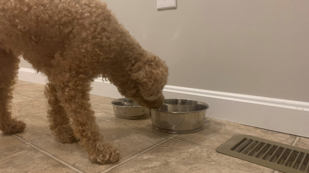 Dog food sold in Tri-State area recalled for potential salmonella contamination Dog food sold in Tri-State area recalled for potential salmonella contamination