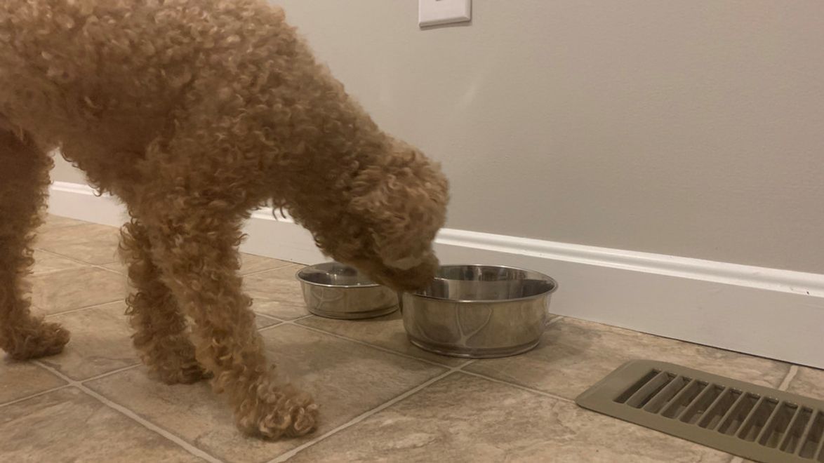 dog food dogfood.jpg