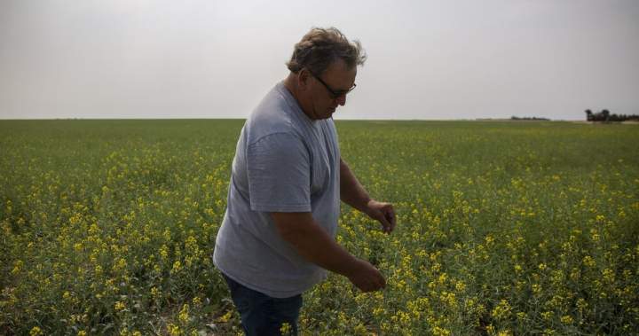 Saskatchewan senator, farmer Todd Lewis dies at 65 Saskatchewan senator, farmer Todd Lewis dies at 65