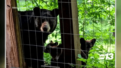 Allowing bears access to food is increasing bear population, experts say