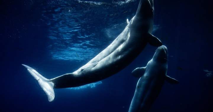 Everyone loved Marineland – then the tide turned. A look inside the park’s final days Everyone loved Marineland – then the tide turned. A look inside the park’s final days