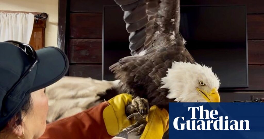 ‘Awed by nature’: fans mourn California’s beloved Jackie the bald eagle, whose legacy soars on ‘Awed by nature’: fans mourn California’s beloved Jackie the bald eagle, whose legacy soars on