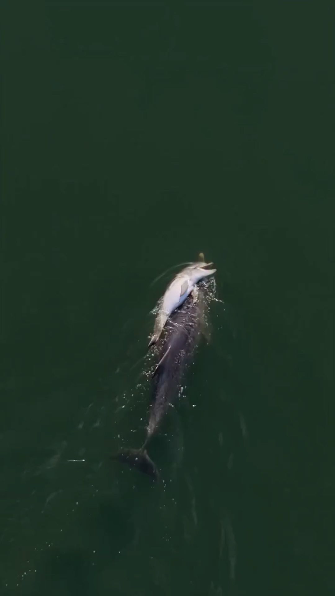 120443_GrievingDolphinMotherCarriesDeadCalf-hnk-digvid-vrtc-clean-thumbnail.jpg