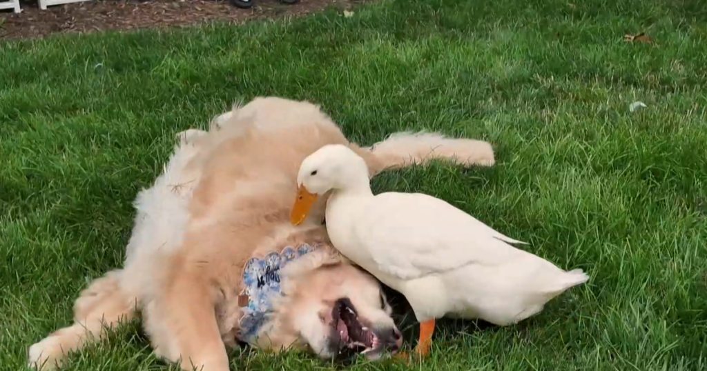 How a duck’s friendship helped a New York family’s golden retriever overcome health issues: “She started smiling again” How a duck's friendship helped a New York family's golden retriever overcome health issues: "She started smiling again"