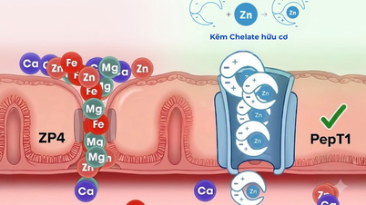 Zinc chelates are mentioned in reports on zinc supplementation and nutrition in children.