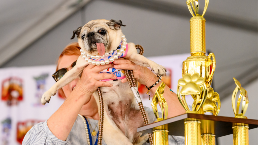 Jinny Lu the pug takes 1st place in 2026 ‘World’s Ugliest Dog Contest’ at Sonoma County Fair Jinny Lu the pug takes 1st place in 2026 'World's Ugliest Dog Contest' at Sonoma County Fair
