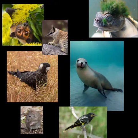 Getty Images/Sharon Jones/BBC Clockwise from top left - Australian Flying Fox, Numbat, Mary River Turtle, Australian Sea Lion, Regent Honeyeater, Gilbert's Potoroo, Carnaby's Black Cockatoo