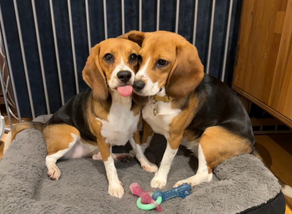 CRISPR-Edited Beagles Produce Zero Detectable Dog Allergens CRISPR-Edited Beagles Produce Zero Detectable Dog Allergens