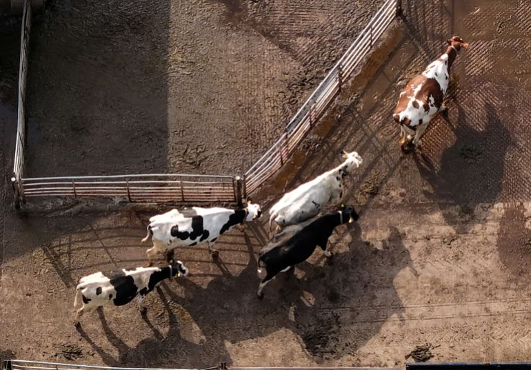 A drone view shows dairy cattle walking to the milking parlour at Seaton farms near Audlem, England, March 5, 2026
