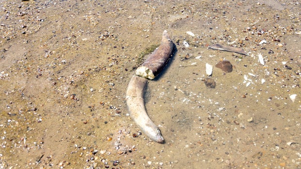 Remains of what is believed to be an ancient mammoth emerge near Ryahovo