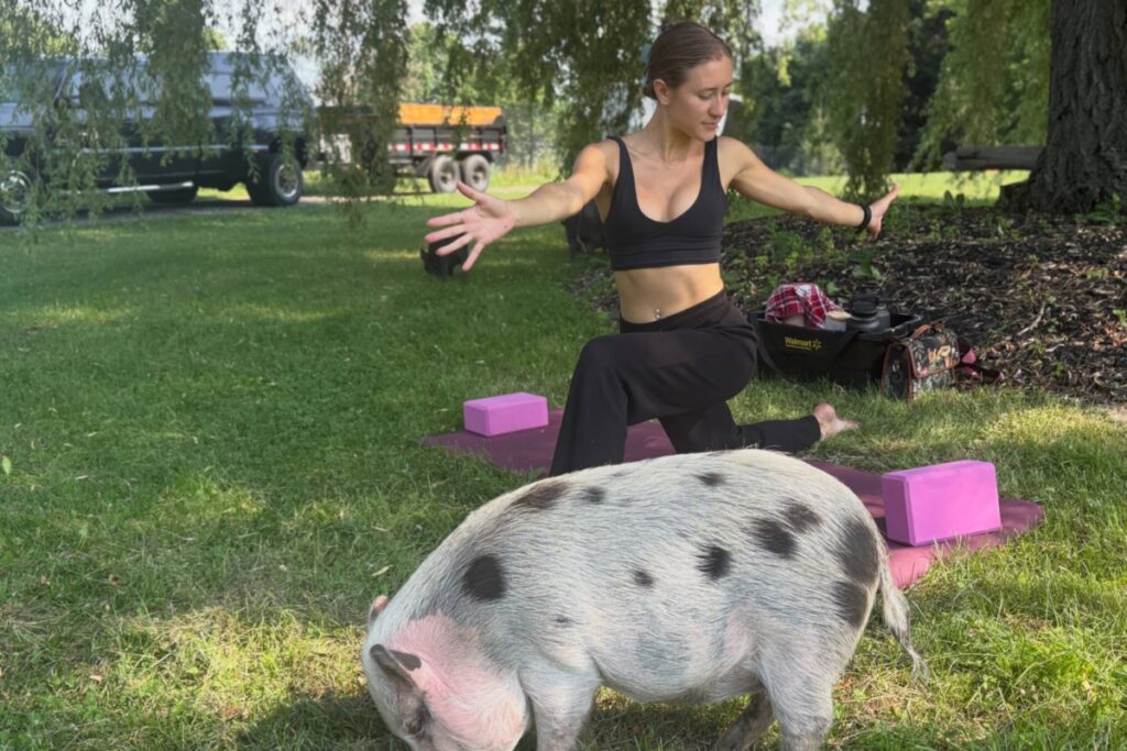 Pig yoga at Sweet Acres blends fitness, fundraising and animal care