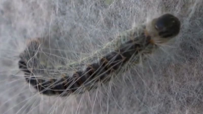 A hotter world is good news for some of our worst pests A hotter world is good news for some of our worst pests