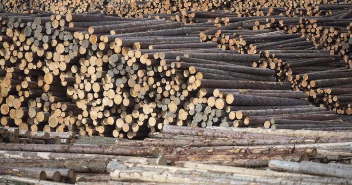 B.C. plywood manufacturer says it cannot absorb 50% tariff cost as deadline looms B.C. plywood manufacturer says it cannot absorb 50% tariff cost as deadline looms