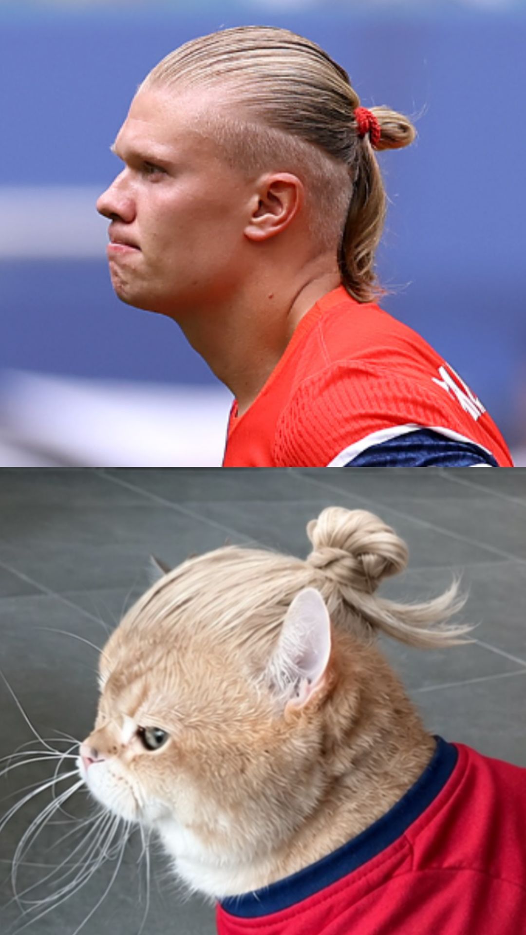 22861833 - Haaland Cat thumbnail.jpg