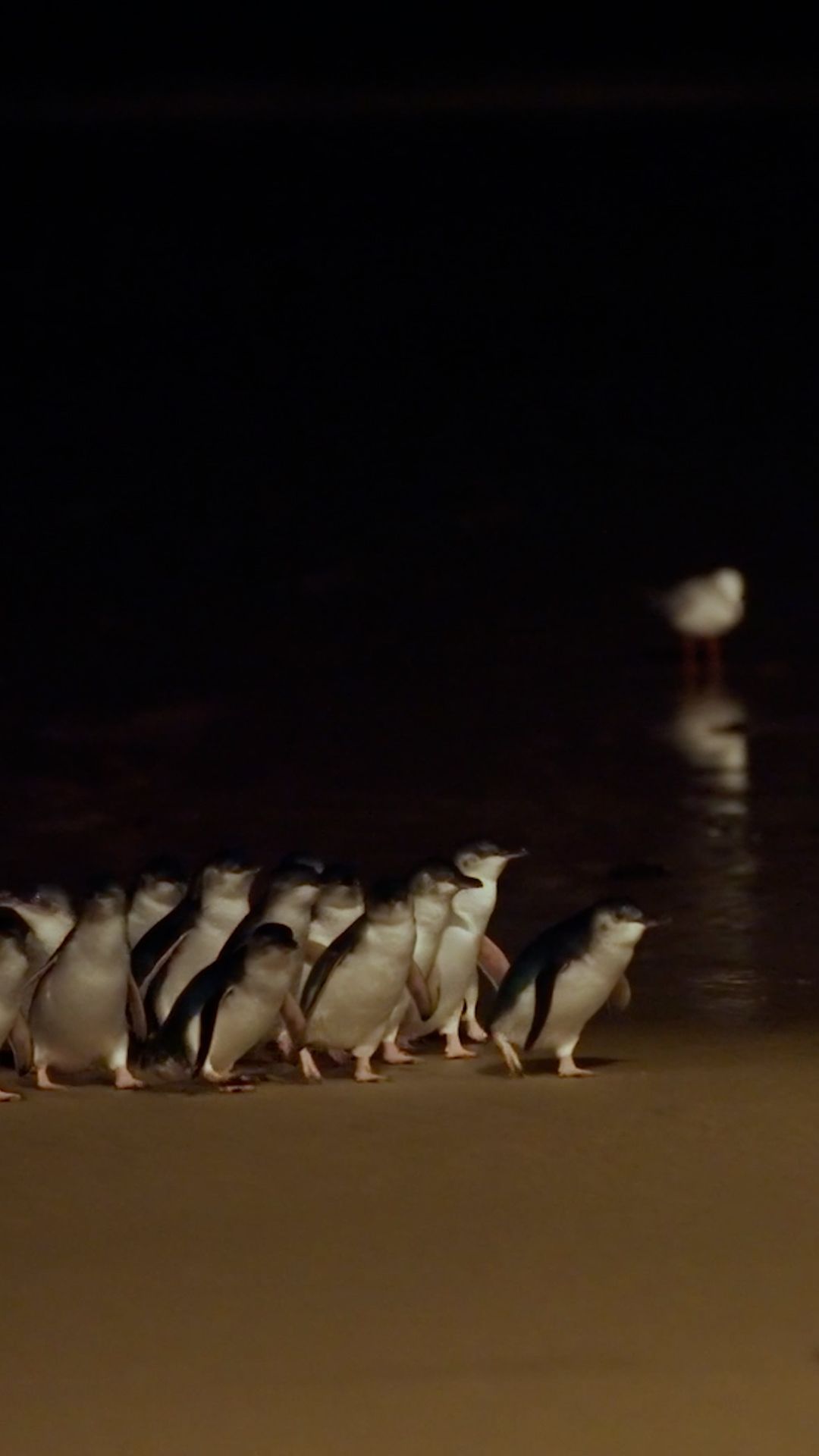 22909120 - penguin vaccine vv.00_00_36_20.Still001.jpg