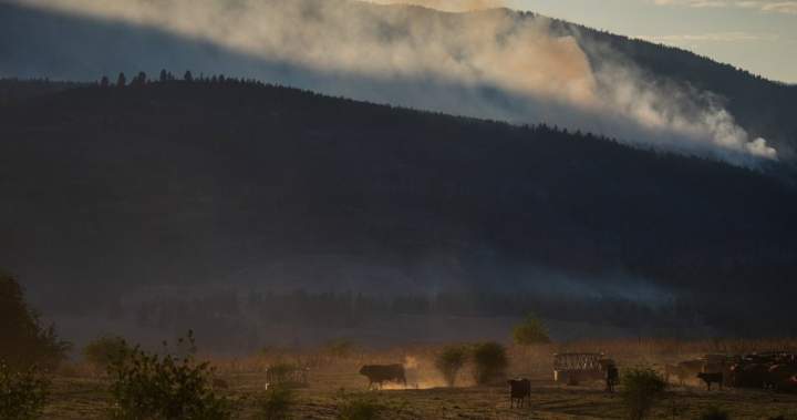 Why some B.C. farmers stay to fight, despite wildfire evacuation orders – National Why some B.C. farmers stay to fight, despite wildfire evacuation orders - National