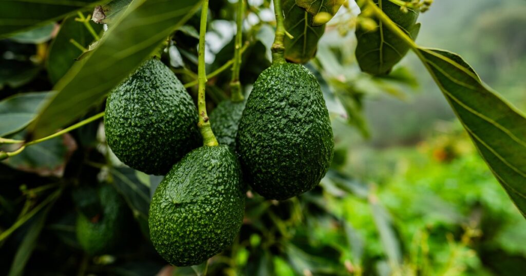 U.S. suspends avocado inspections in Mexican state of Michoacan due to threat U.S. suspends avocado inspections in Mexican state of Michoacan due to threat