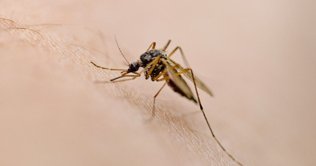 Cases of West Nile virus are climbing — these products can help keep you protected Cases of West Nile virus are climbing — these products can help keep you protected