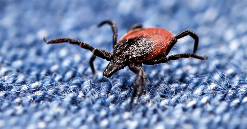 Ticks that cause Lyme and other diseases have migrated south. Are doctors ready? Ticks that cause Lyme and other diseases have migrated south. Are doctors ready?