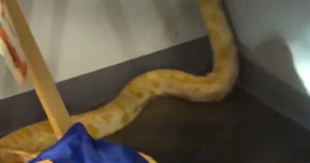 8-foot python named Nanner blamed by officials for Virginia school fire; teacher says snake is innocent 8-foot python named Nanner blamed by officials for Virginia school fire; teacher says snake is innocent