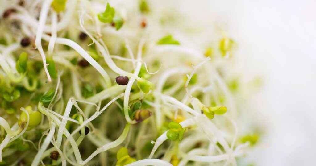 Alfalfa sprouts linked to reported illnesses from 2 different bacteria Alfalfa sprouts linked to reported illnesses from 2 different bacteria