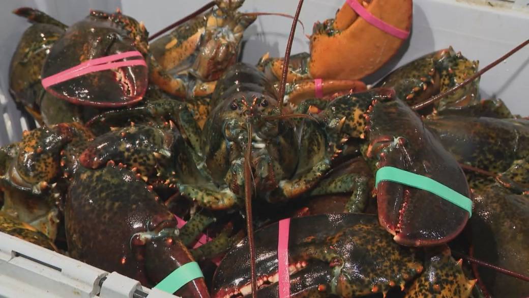 Click to play video: 'Canadian seafood sector worried about counter-tariffs'