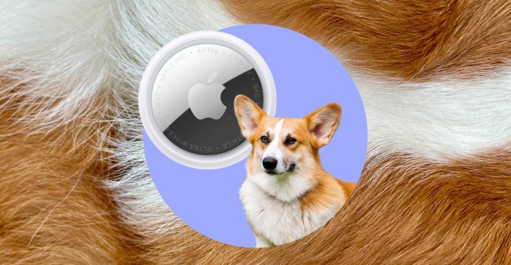 The everyday tech I use to track my corgi The everyday tech I use to track my corgi