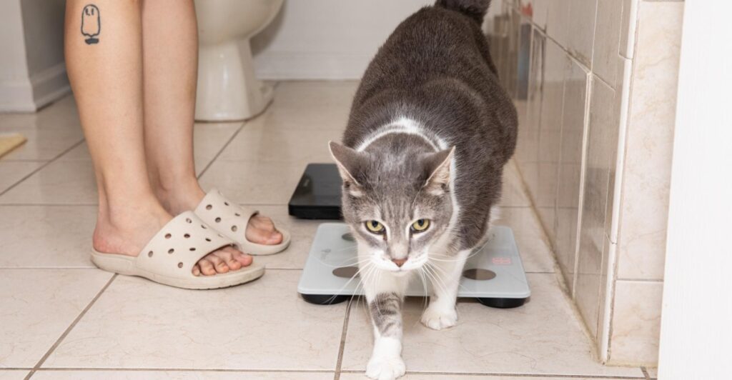 My big, fat, technophobic cat My big, fat, technophobic cat