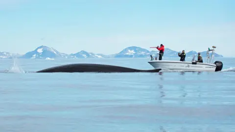 Fernando Ugarte The image shows a research vessel with three people aboard, approaching a huge fin whale which is swimming at the surface of calm water. The mountains of Greenland are visible in the background. The whale's dark, long, shining body and small dorsal fin are visible above the water line. A scientist stands at the front of the vessel with what looks like a gun. This is a satellite dart gun, which enables researchers to attach tracking devices to the skin of whales from a distance - without harming the animal.