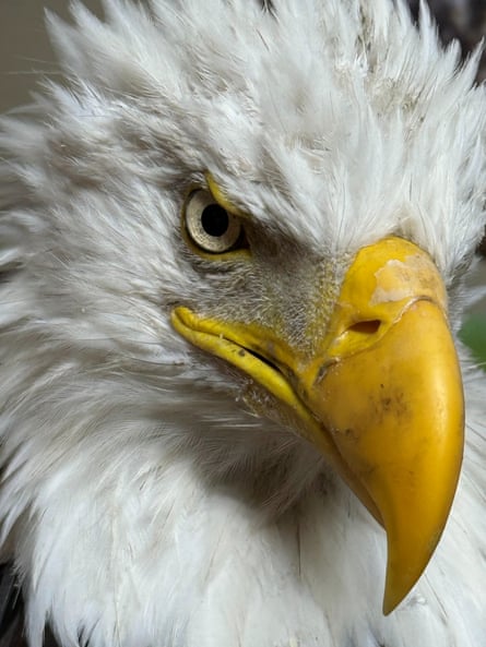 Closeup of a bald eagle’s face