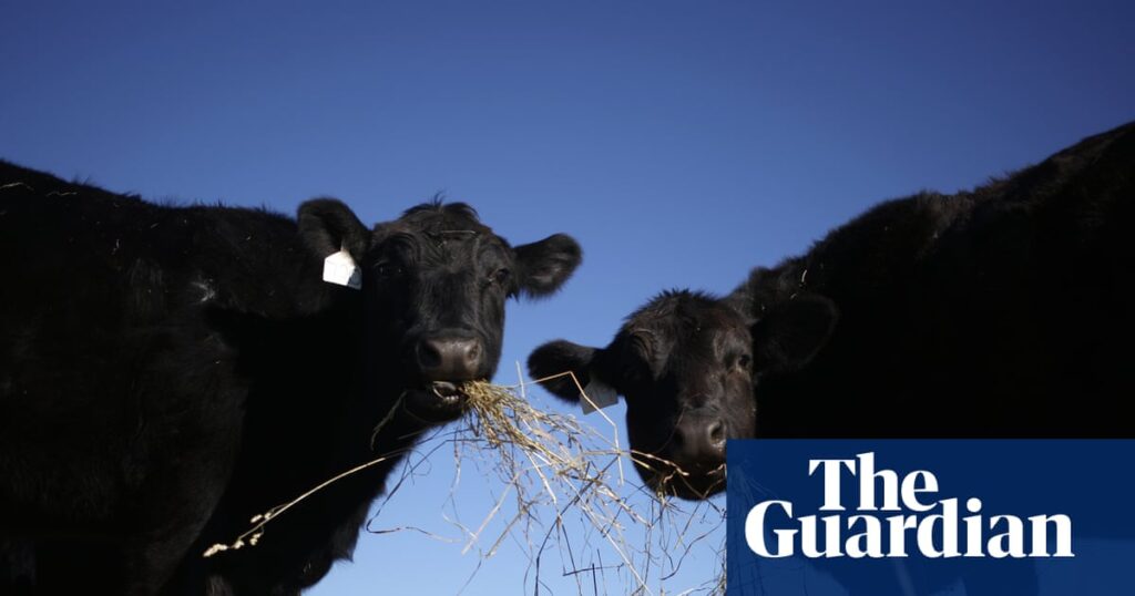 Trump pledges to allow cattle ranchers to process own food amid beef imports backlash Trump pledges to allow cattle ranchers to process own food amid beef imports backlash
