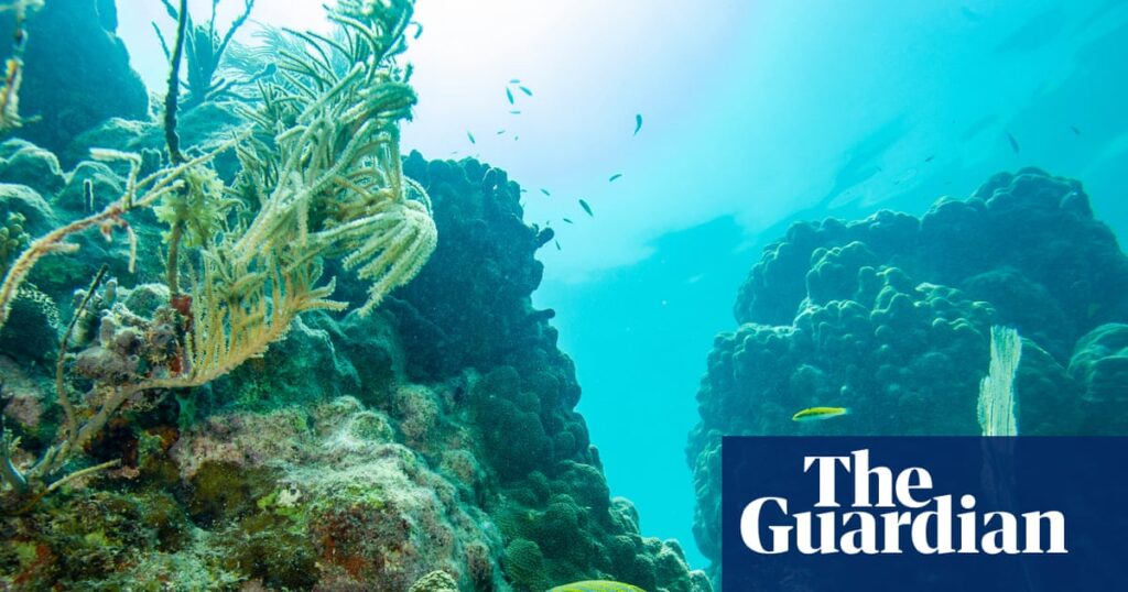 An ambitious new project in Florida is giving marine scientists hope: ‘I just see so much potential’ An ambitious new project in Florida is giving marine scientists hope: ‘I just see so much potential’