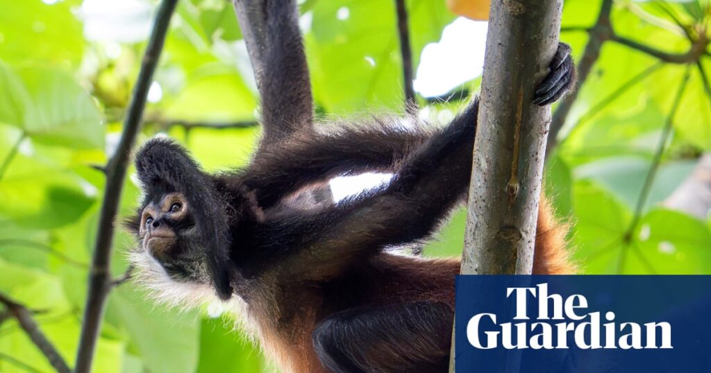 Two US men charged for allegedly using snakes, a lemur and a monkey for exotic photoshoots Two US men charged for allegedly using snakes, a lemur and a monkey for exotic photoshoots