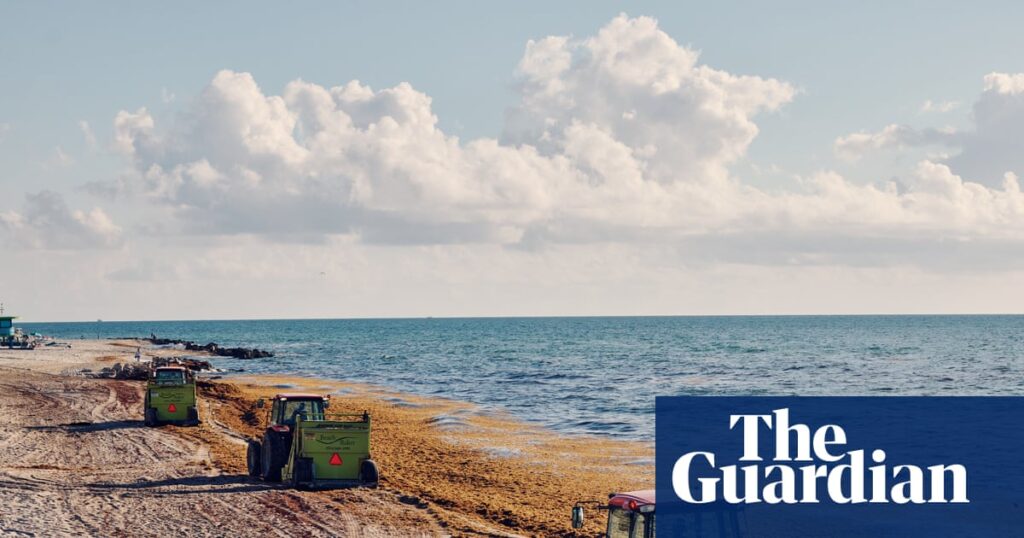 ‘A new normal’: Miami faces worsening seaweed problem as piles of algae wash up on beaches ‘A new normal’: Miami faces worsening seaweed problem as piles of algae wash up on beaches