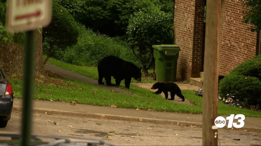 Allowing bears access to food is increasing bear population, experts say Allowing bears access to food is increasing bear population, experts say