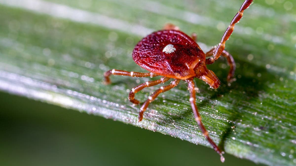 A lone star tick.
