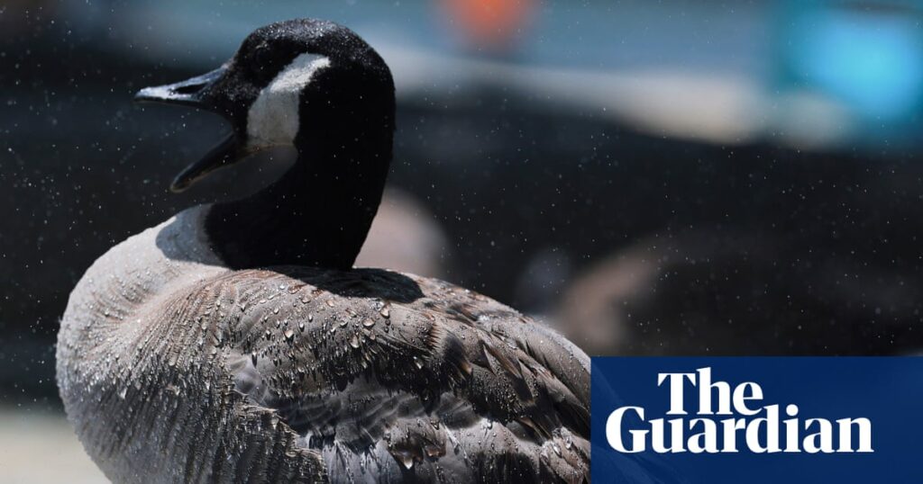 Honk if your barn is burning: pet goose alerts sleeping Texas family to blaze Honk if your barn is burning: pet goose alerts sleeping Texas family to blaze