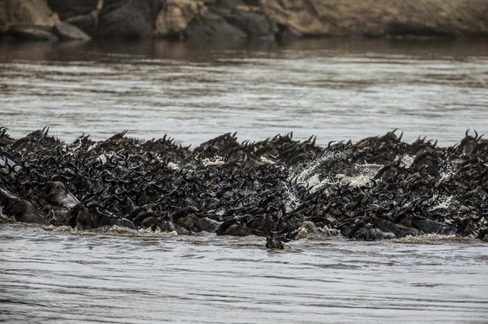 Reframe the Great Migration as a Season Reframe the Great Migration as a Season