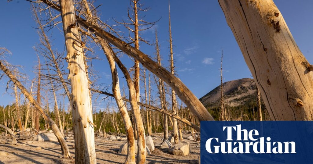 Fossils show huge carbon emissions harm forests, not ‘green the planet’