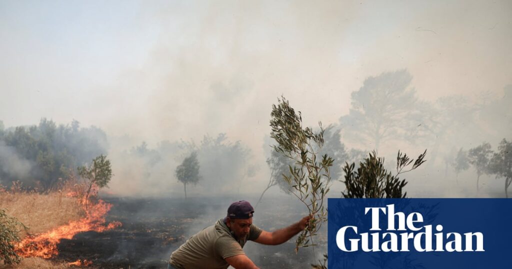 Price of olive oil expected to rise again as European crops feel the heat Price of olive oil expected to rise again as European crops feel the heat